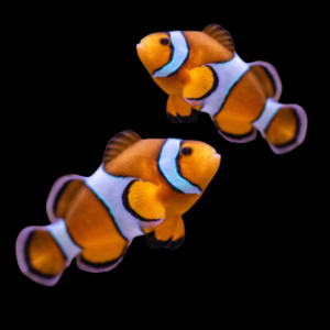 Coral Sea Percula Clownfish Amphiprion Ocellaris Pair