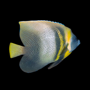 Cortez Angelfish Pomacanthus Zonipectus