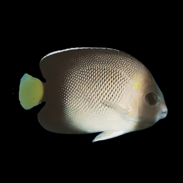 Cream Angelfish Apolemichthys Xanthurus