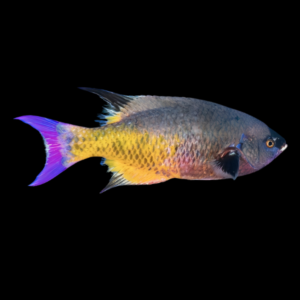 Creole Wrasse Clepticus Parrae