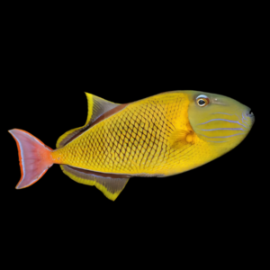 Cross Hatch Trigger Fish Xanthichthys Mento