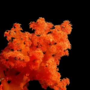 Cultured Pussey Soft Coral Orange Scleronephthya Sp