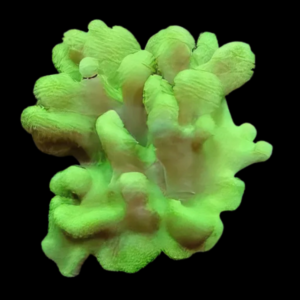 Cultured Toadstool Knobbly Soft Coral Sarcophyton Sp