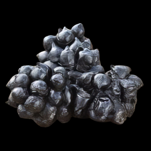 Cuttlefish Egg Sepia Sp