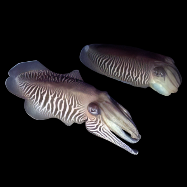 Cuttlefish Egg Sepia Sp - Image 4