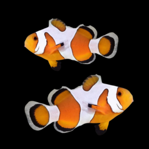 DaVinci Clown Fish Amphiprion Ocellaris Pair