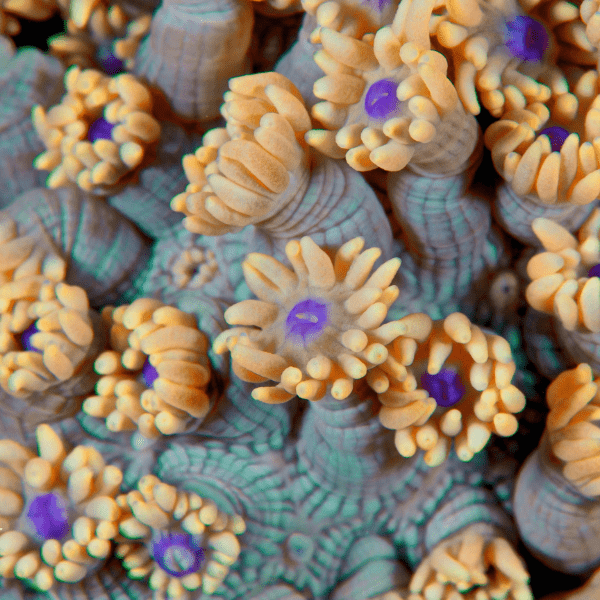 Daisy Polyp Coral Frag Goniopora Sp - Image 6