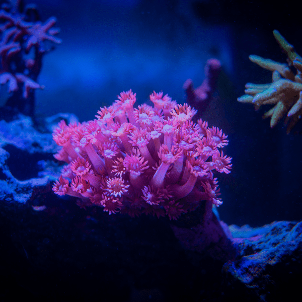 Daisy Polyp Coral Frag Goniopora Sp - Image 2