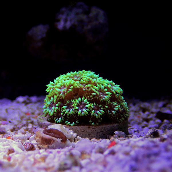 Daisy Polyp Coral Frag Goniopora Sp - Image 4