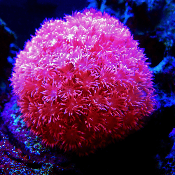 Daisy Polyp Coral Frag Goniopora Sp - Image 5