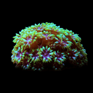 Daisy Polyp Coral Frag Goniopora Sp