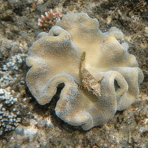 Deep Ridge Toadstool Soft Coral Sarcophyton Sp - Image 4