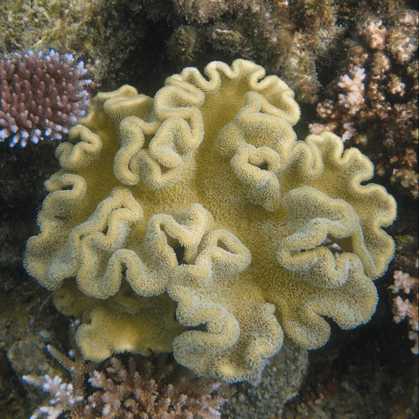 Deep Ridge Toadstool Soft Coral Sarcophyton Sp - Image 2