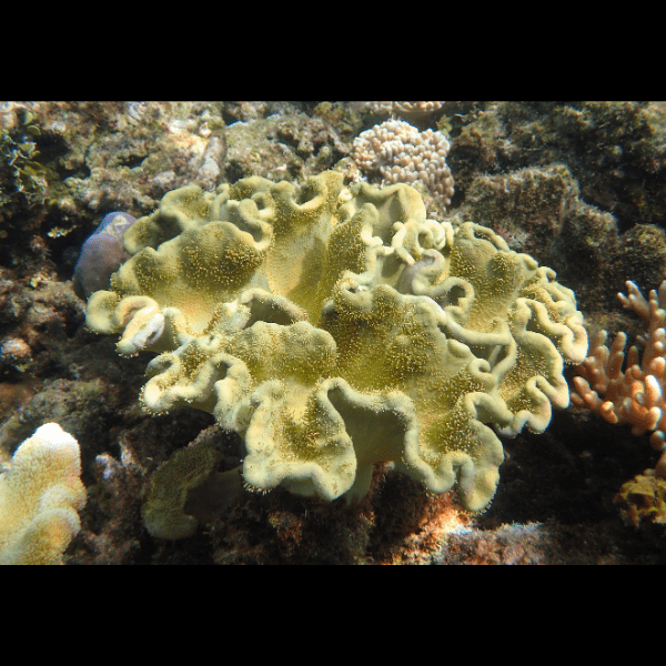 Deep Ridge Toadstool Soft Coral Sarcophyton Sp - Image 5