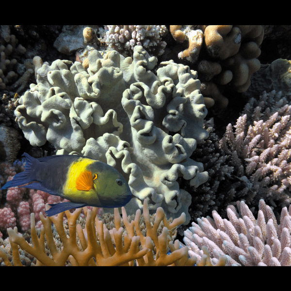 Deep Ridge Toadstool Soft Coral Sarcophyton Sp - Image 6