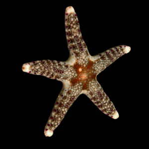 Deep Sea Starfish Neoferdina Cumingi