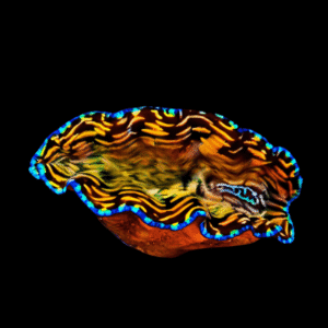 Derasa Clam Tridacna Derasa