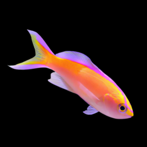 Diamond Anthias Pseudanthias Parvirostris