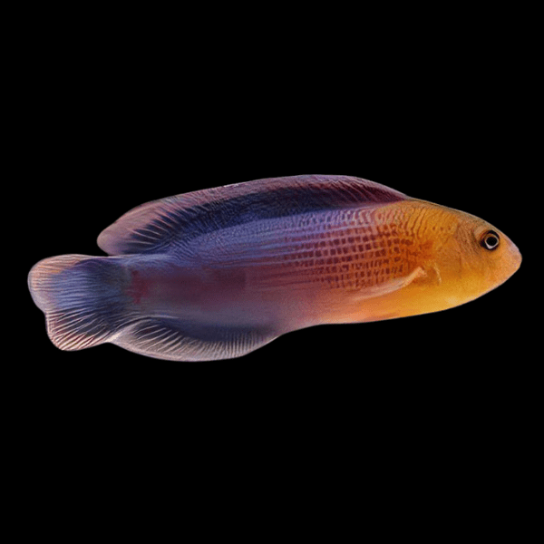 Dilectis Pygmy Basslet Pseudochromis Dilectus