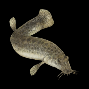 Weather Dojo Loach Misgurnus Anguillicaudatus 6cm