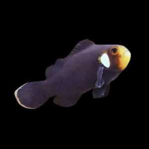 Domino Clownfish Amphiprion Ocellaris