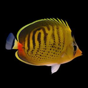 Dot Dash Butterfly Fish Chaetodon Punctatofasciatus