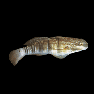 Dragon Goby Amblygobius Phalaena