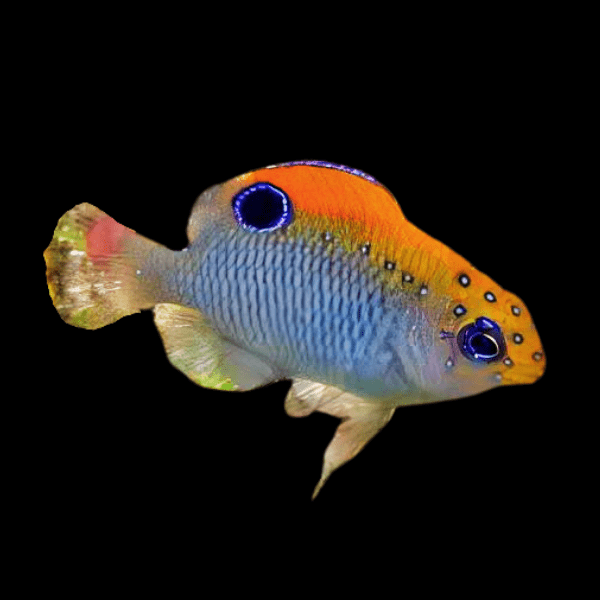 Dusky Damsel Stegastes Adustus