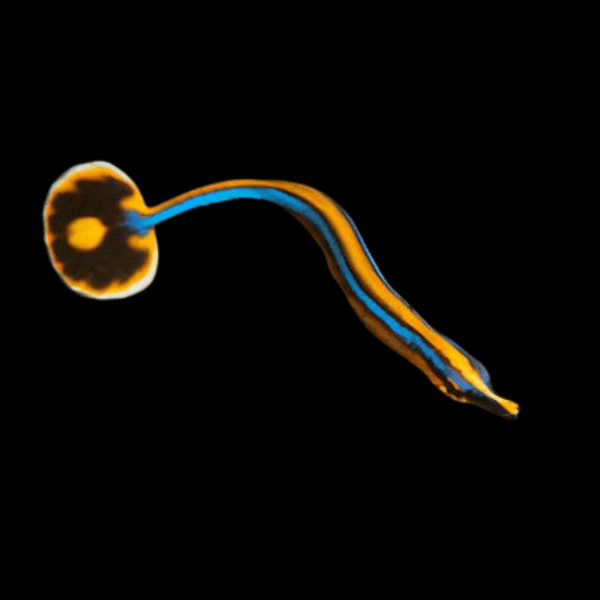 Dwarf Red & Blue Pipe Fish Doryichthys Deokhatoides