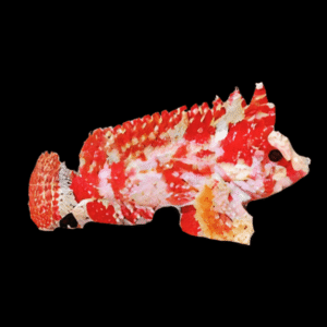 Dwarf Red Marble Scorpion Fish Paracentropogon Zonatus