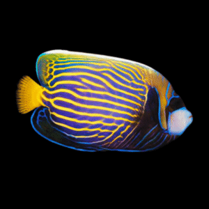 Emperor Angelfish Pomacanthus Imperator