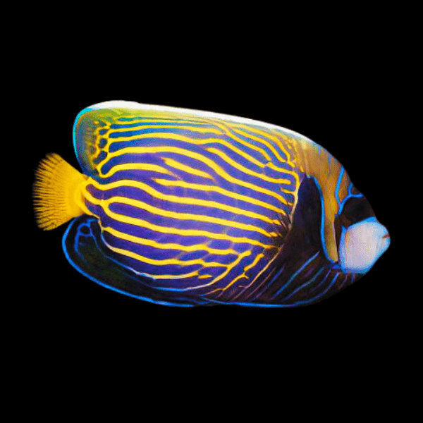 Emperor Angelfish Pomacanthus Imperator