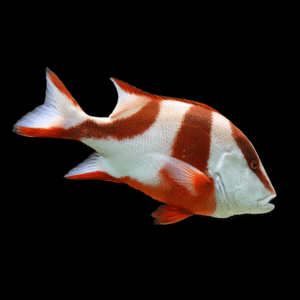 Emperor Snapper Lutjanus Sebae