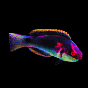 Exquisite Fairy Wrasse Cirrhilabrus Exquisitus