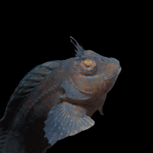 Eyelash Blenny Cirripectes Castaneus