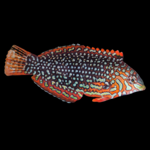 False Leopard Wrasse Macropharyngodon Ornatus