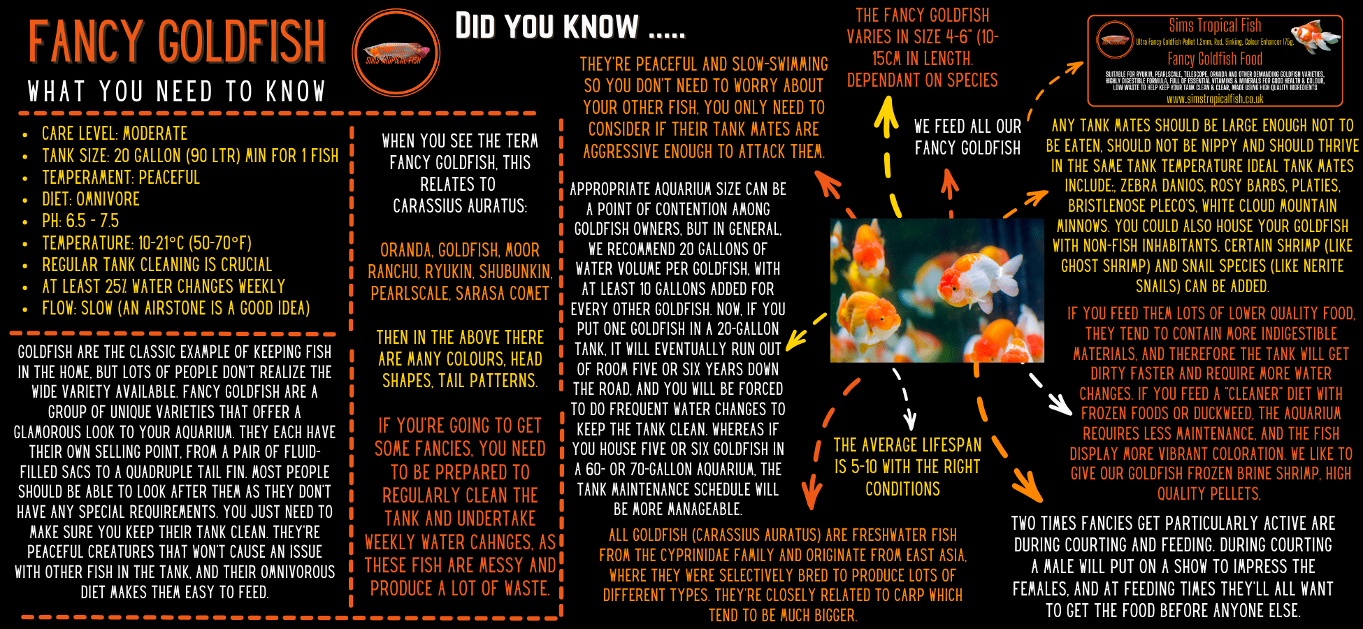 Assorted Giant Pearlscale Grade AA Goldfish Carassius Auratus - Image 3