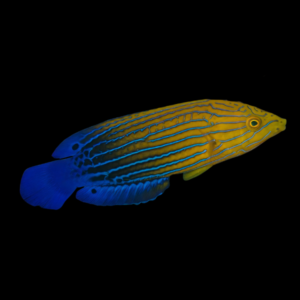 Femininus Wrasse Anampses Femininus