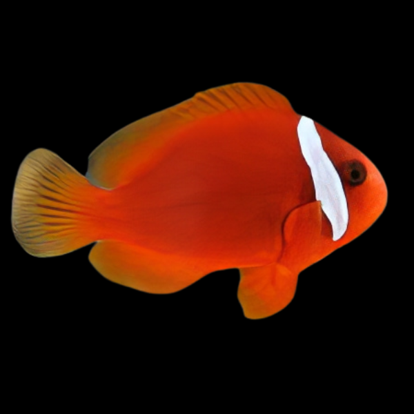 Fiji Tomato Clownfish Amphiprion Frenatus