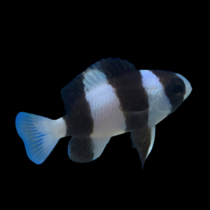 Fijian Panda Damsel Chrysiptera Tricincta