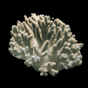 Finger Cauliflower Soft Coral Cladiella Sp