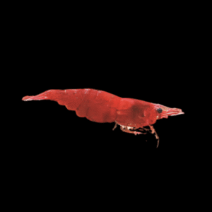 x30 Fire Blood Red Shrimp Neocaridina 2cm - Auction