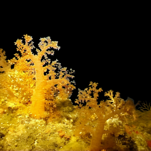 Fire Yellow Soft Coral Nephthyigorgia Sp