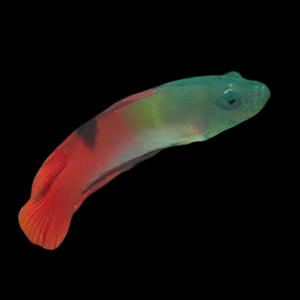 Flame Dottyback Labracinus Ocelliferus