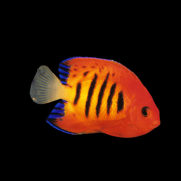 Flame Dwarf Angelfish Centropyge Loricula