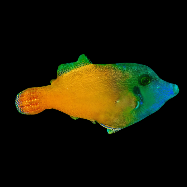 Flame File Fish Pervagor Melanosoma