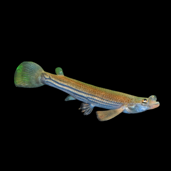 Four Eyed Fish Anableps Anableps – 5cm