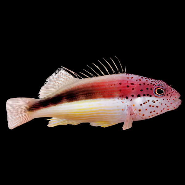 Freckled Hawkfish Paracirrhites Forsteri