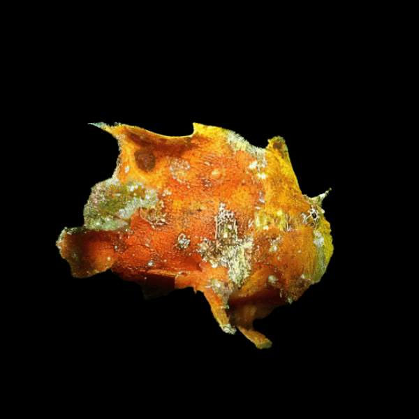 Frogfish Colour Antennarius Biocellatus 10cm