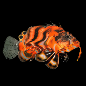 Fu Manchu Lion Fish Dendrochirus Biocellatus